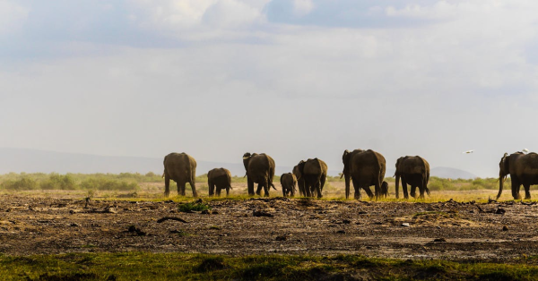 Best Kenya Safari Packages 2026