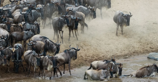 Best Safari Destinations Kenya