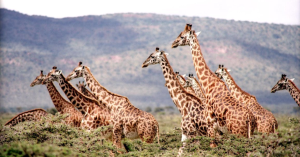 Kenya Group Safari Packages