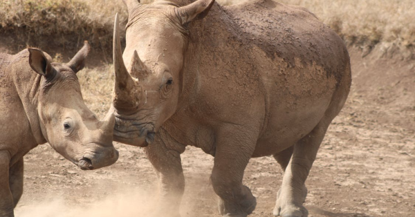 Kenya Safari Packages 2026