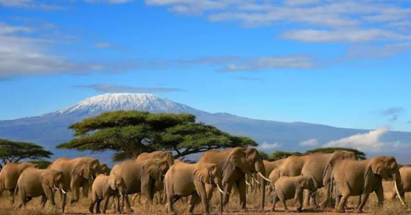 Top 10 Amboseli Safari Packages