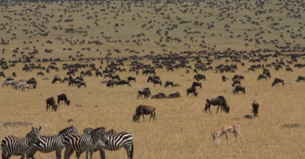 Top 20 Kenya Safari Packages