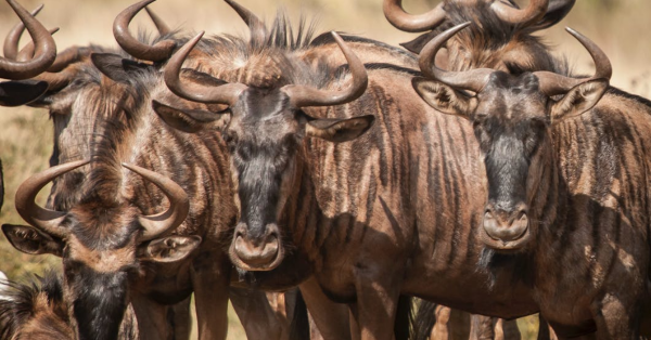 Wildebeest Migration Safari Kenya