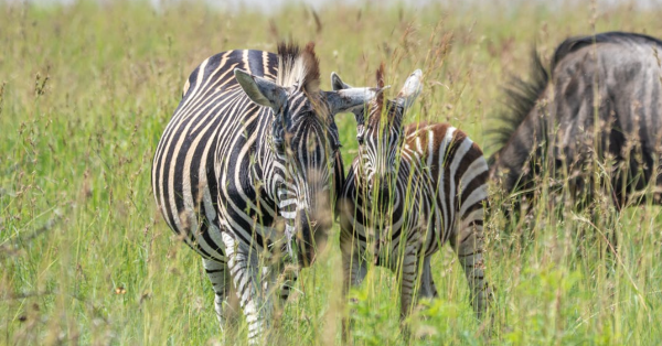 Affordable Kenya Safari Packages 2026