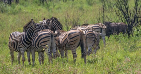 Affordable Kenya Safari Packages 2026