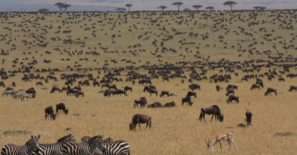 Affordable Masai Mara Safari from Nairobi