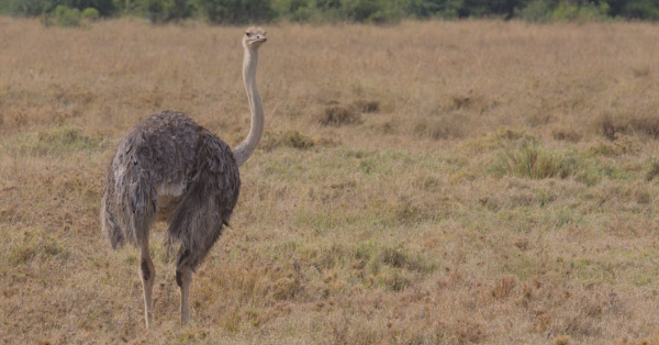 Best Safari Company Kenya