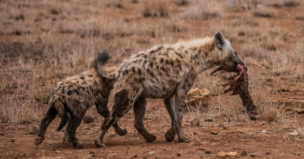 Best Safari Company in Kenya