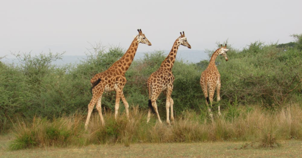 Best Safari Company in Kenya