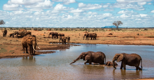 Best Tsavo Safari Packages from Nairobi