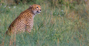 Group Safaris in Kenya