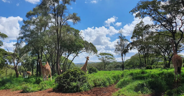 Nairobi Safari Tours