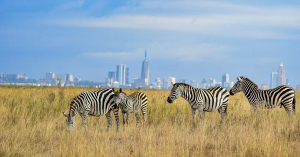 Nairobi Safari Tours