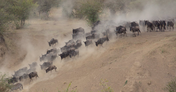 Wildebeest Migration Masai Mara