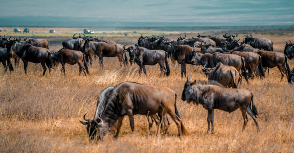 Wildebeest Migration Masai Mara