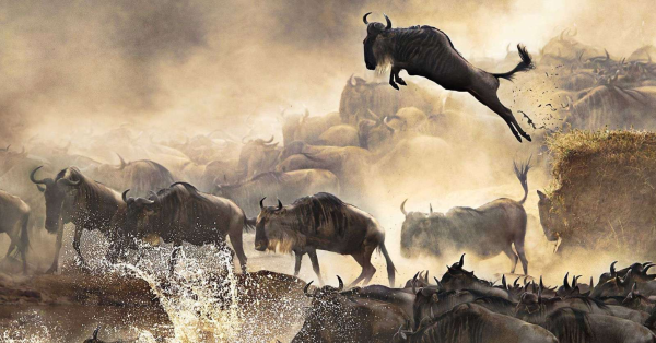Wildebeest Migration in Kenya