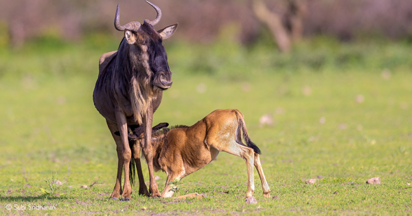 wildebeest migration in Kenya