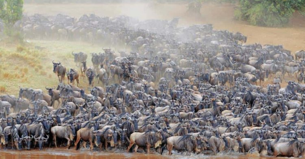 wildebeest migration in Kenya
