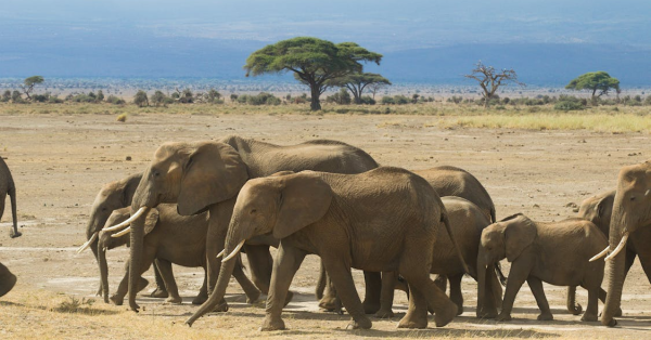 Best Amboseli Safari Kenya