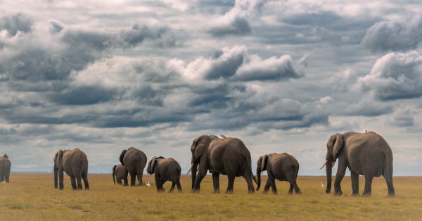 Best Amboseli Safari Kenya