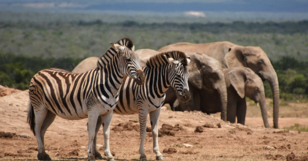 Best Maasai Mara Safari Packages