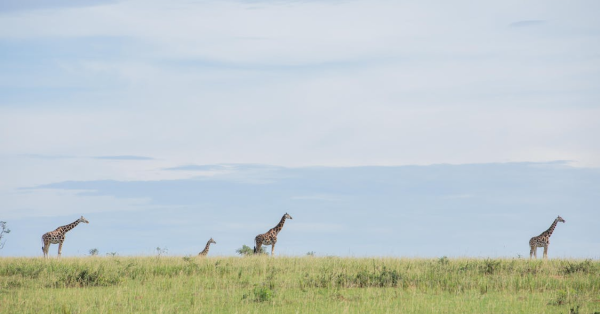 Best Masai Mara Safari Packages