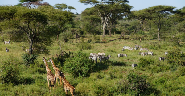 Best Masai Mara Safari Packages