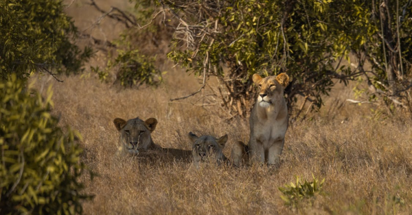 Best Safari Packages Kenya