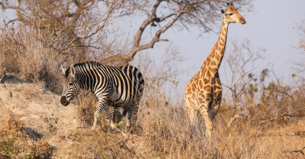Best Safari Packages Kenya