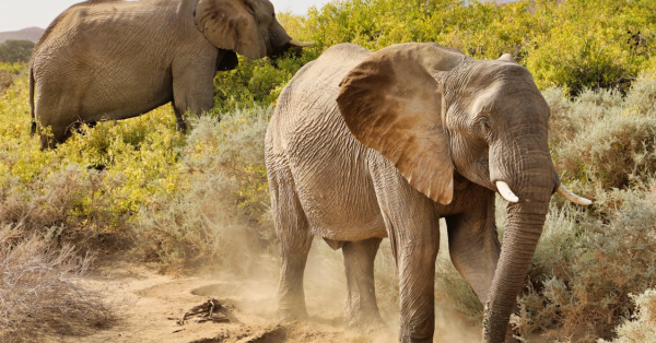 Kenya Safari Game Drives