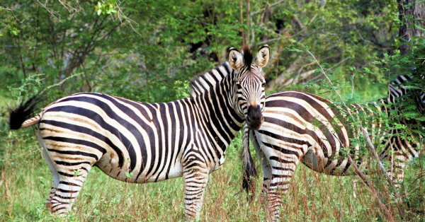 Kenya Safari Game Drives