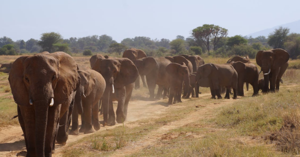 Kenya Safari Holiday Packages