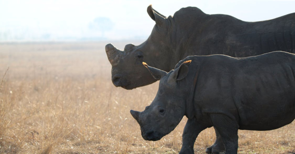 Luxury Safaris in Kenya