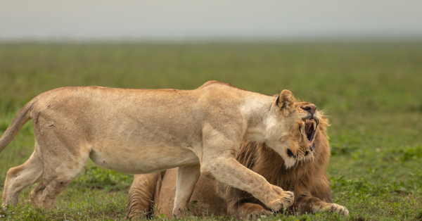 Luxury Safaris in Kenya