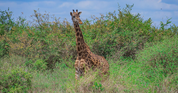 Nairobi Safari Experiences