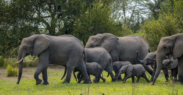 Private Safaris Kenya