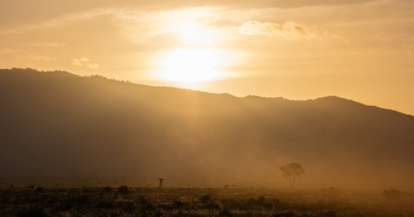 Safari Companies in Kenya