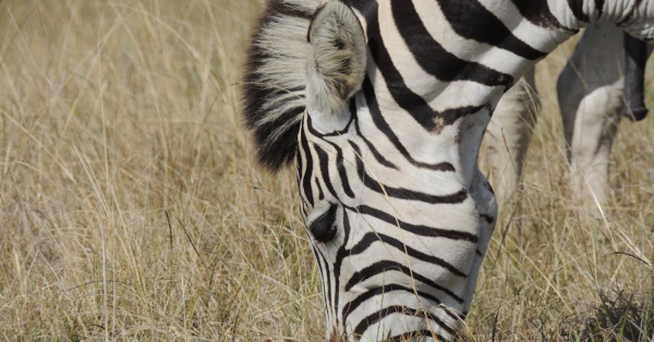 Safari Companies in Kenya