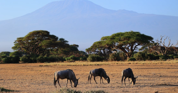 Top Safari Adventures in Kenya