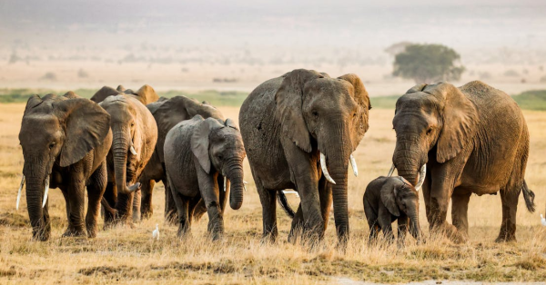 Top Safari Adventures in Kenya