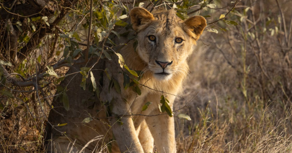 Tsavo Safari Guide 2026