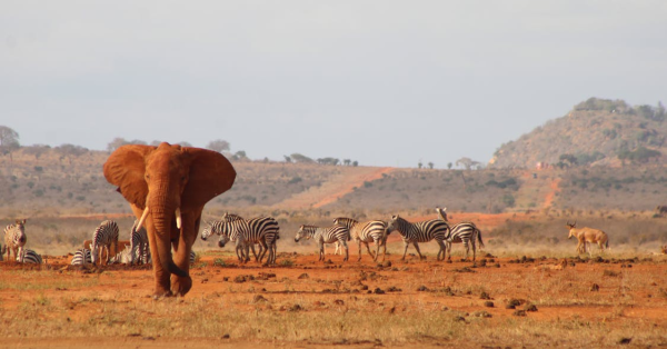 Tsavo Safari Guide 2026