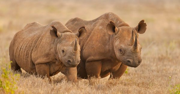 3 Days Masai Mara Safari from Nairobi