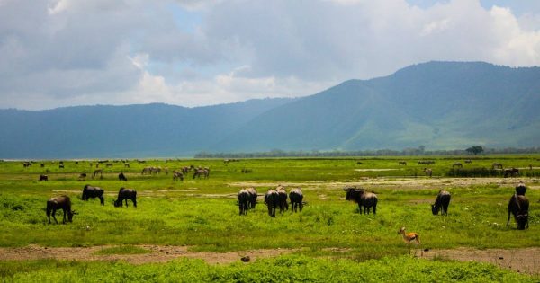Best Safari Packages in Kenya