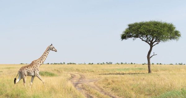 Best National Parks in Kenya for Safari