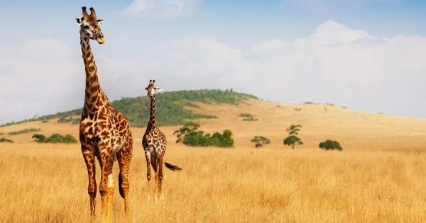 Best Safari Parks in Kenya