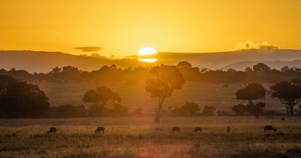 Kenya Safari Cost in 2026