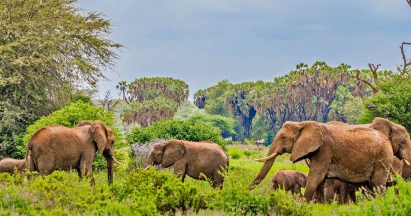 Best Safaris in Kenya