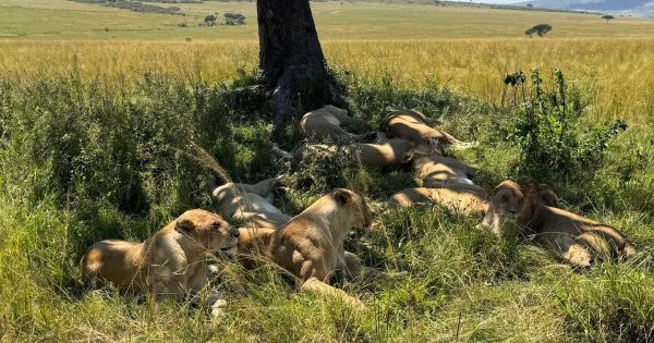 How to Plan a Kenya Safari