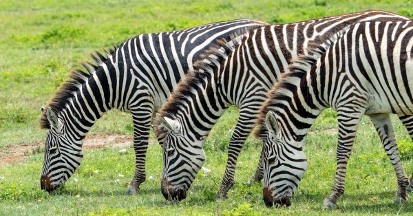Kenya Safari Cost Breakdown